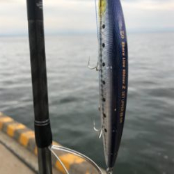 朝マズメ‼️青物連発‼️