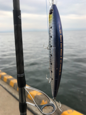 朝マズメ‼️青物連発‼️