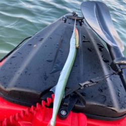 カヤックフィッシングで凶暴なダツ！！