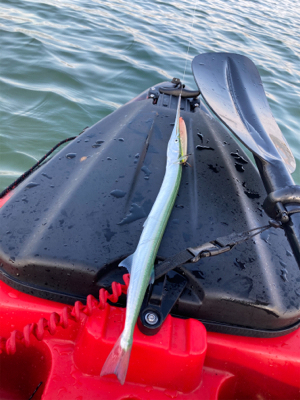 カヤックフィッシングで凶暴なダツ！！