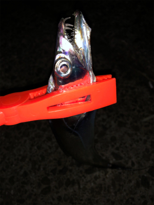 少しサイズが良くなってきた？