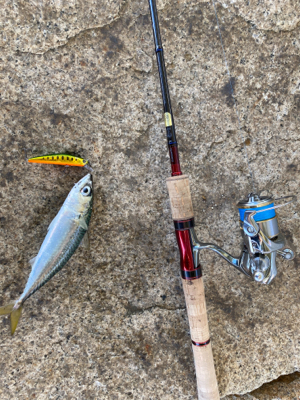 ジャークソニックでサバ