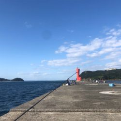 サビキでハマチ（偶然）