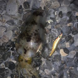 初サーフエギング