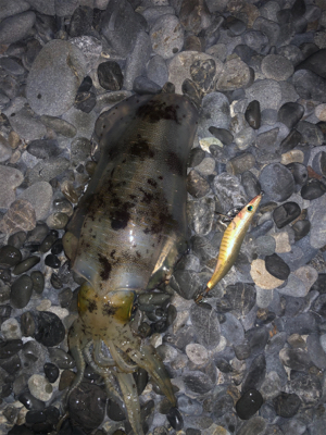 初サーフエギング