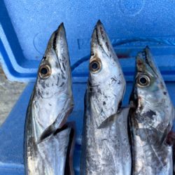 テンヤは釣れるね