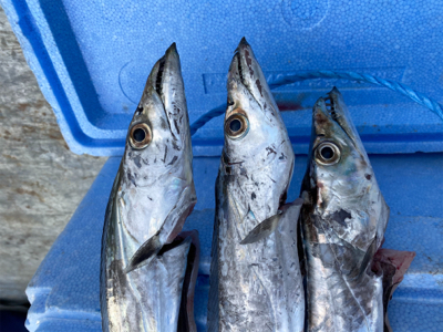 テンヤは釣れるね