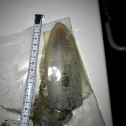 久しぶりの数釣りエギング\(^o^)/