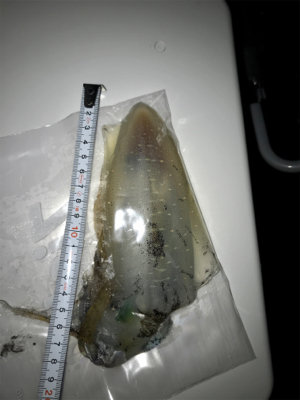 久しぶりの数釣りエギング\(^o^)/