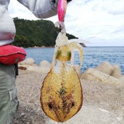 青物、エギング遠征