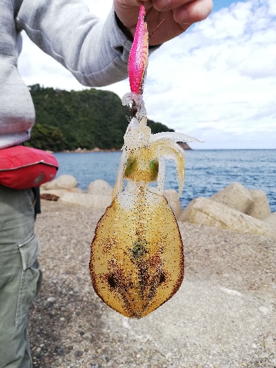 青物、エギング遠征