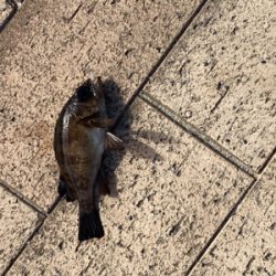 サビキ釣り・天秤釣り