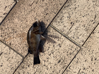 サビキ釣り・天秤釣り