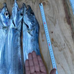 ヤバいやつ釣れました！