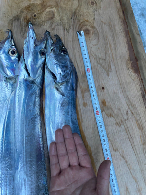 ヤバいやつ釣れました！