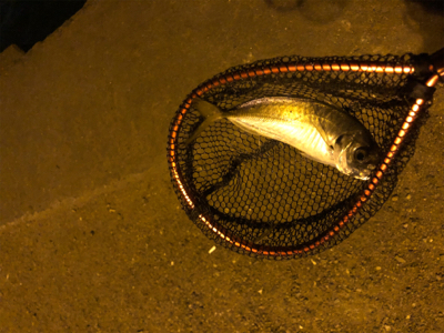 早朝アジングin大阪舞洲18（202010…