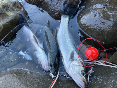 今季初の朝マズメの平スズキ!!