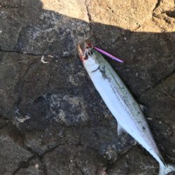 ショアジギング