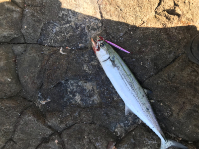 ショアジギング