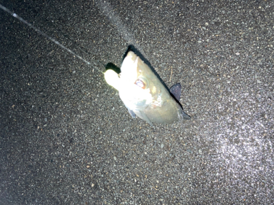 雨の中ナイトシーバスにて