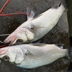 爆風の朝マズメにブリと平スズキ釣果！！