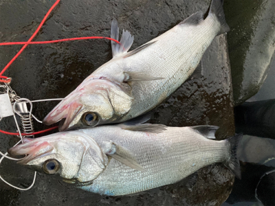 爆風の朝マズメにブリと平スズキ釣果！！