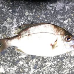 台風一過のアジング