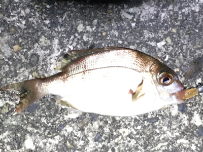 台風一過のアジング