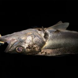 最後は有明ターポンで締め