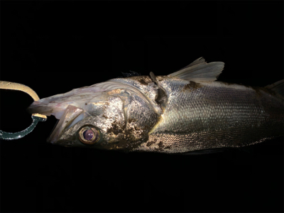 最後は有明ターポンで締め