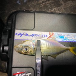 台風後のアジング