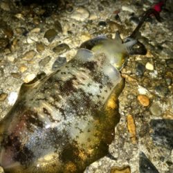 台風通過でのエギング調査(^.^)