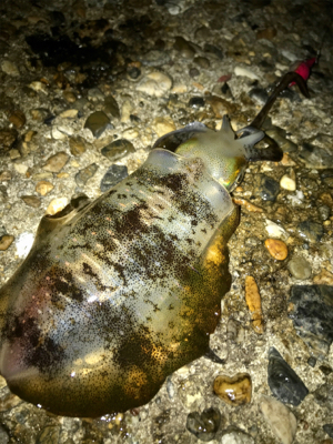 台風通過でのエギング調査(^.^)