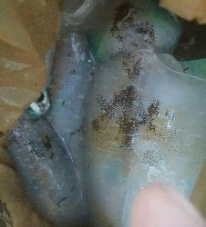 障泥烏賊連チャンで5杯！