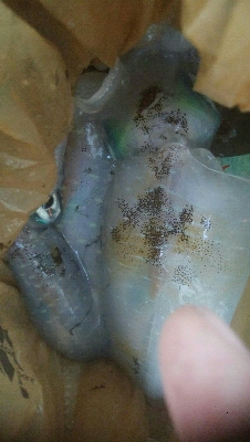 障泥烏賊連チャンで5杯！