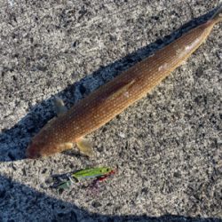 ベイトはいたけど、、。