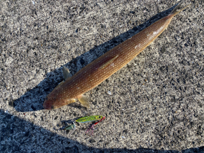 ベイトはいたけど、、。