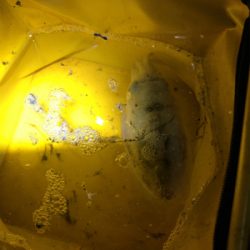 アオリちゃんが食べたくて