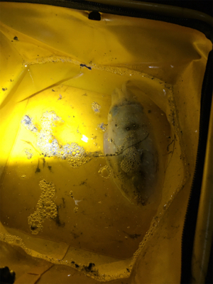 アオリちゃんが食べたくて