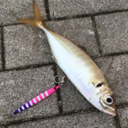 鯖に始まり良型アジ1匹&太刀魚4本