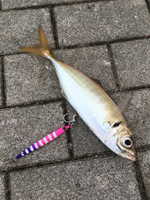 鯖に始まり良型アジ1匹&太刀魚4本