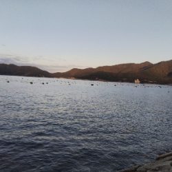 室津のキス釣り