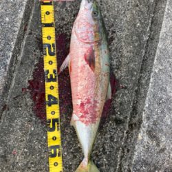 初メジロあと2cmでブリ