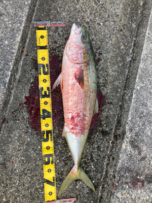 初メジロあと2cmでブリ