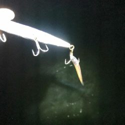 今季初ハマチゲット