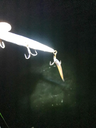 今季初ハマチゲット