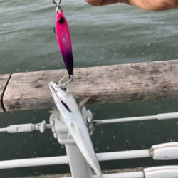 タチウオの活性が