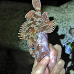 今日もガッシー