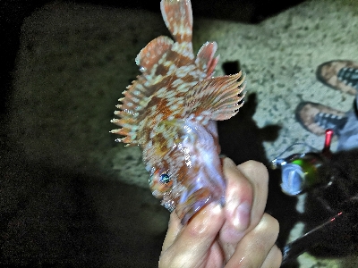 今日もガッシー