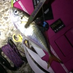 台風一過も絶好調